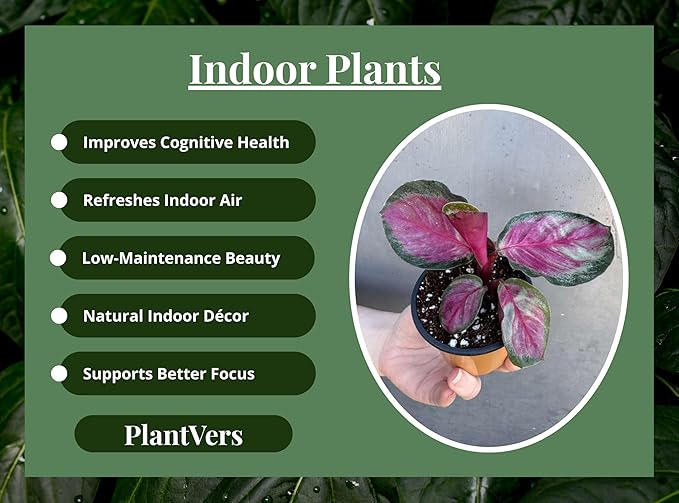 PLANTVERS Live Calathea Plant in 2" Grow Pot – Easy Care & Low Maintenance Tropical Houseplant – Air Purifying Indoor Plant for Low Light & Home Décor (Calathea Roseopicta ‘Rosy’)