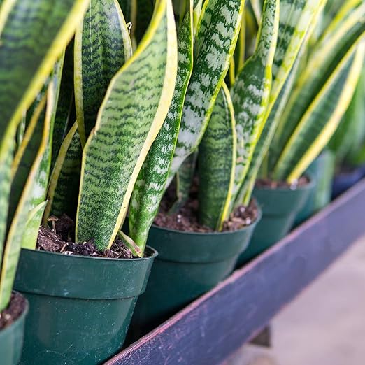 Perfect Plants Liquid Snake Plant Fertilizer | 8oz. of Premium Concentrated Sansevieria Food | Use with Mother-in-Laws Tongue and Other Varieties
