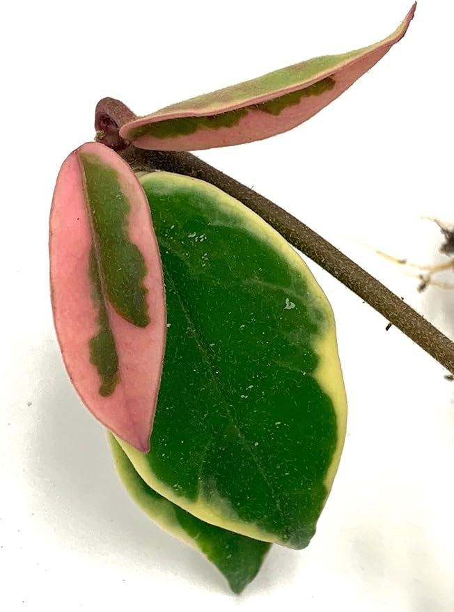 Tricolor Hoya Krimson Queen, Hoya Carnosa Variegata, Live Tricolor Hoya Plant (2' Pot)