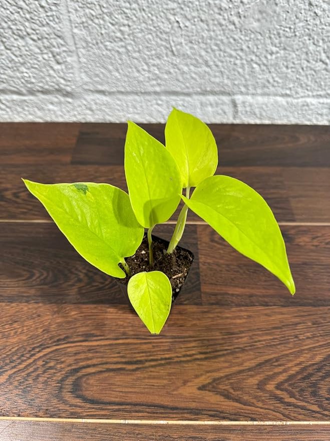 Generic Neon Pothos Indoor Plant, Easy Care, Low Light, Live Houseplant in 2"" Nursery Pot, yellow