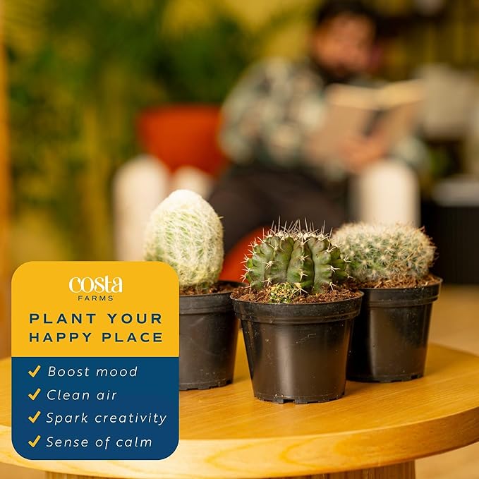 Costa Farms Cactus Live Plants in Plastic Post, Easy to Maintain Succulent Indoor Houseplant, Home, Room, or Office Decor, Great House Warming or Birthday Gift, 4-8 Inches Tall, Pack of 3