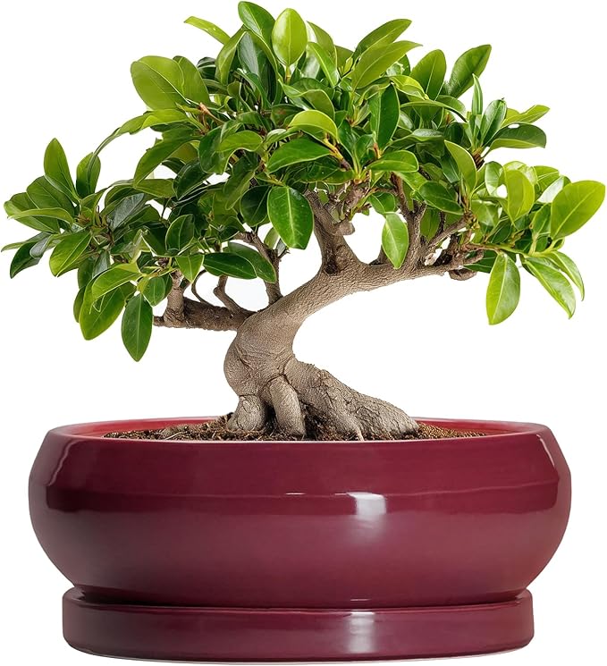 Bonsai Pots 10 Inch - Ceramic Succulent Planters for Indoor Plants Outdoor, Round Succulent Pots with Drainage Hole and Tray, Shallow Planter, Room Decor, Gifts for Plant Lovers, Wine Red