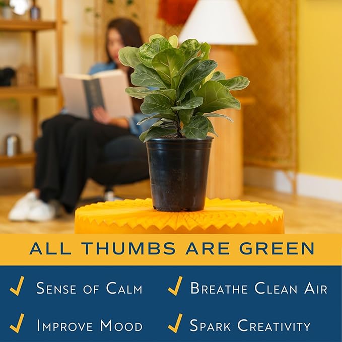 Costa Farms Little Fiddle Leaf Fig, Live Indoor Ficus Lyrata Plant in Nursery Plant Pot, Houseplant in Potting Soil, Housewarming, Birthday Gift, Office, Home, and Room Decor, 1 Foot Tall