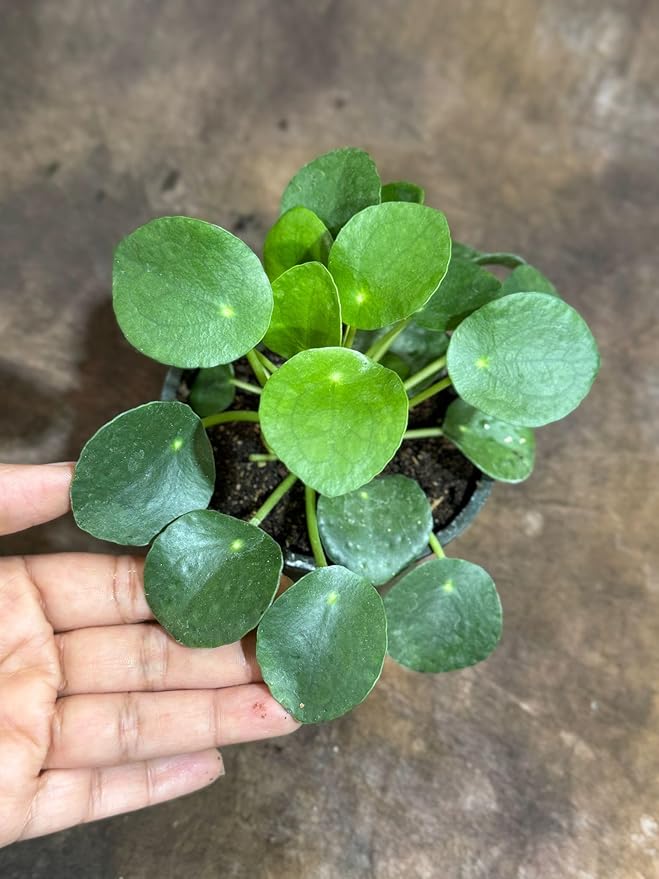 PLANTVERS Chinese Money Plant in a 4" Grow Pot – Pilea Peperomioides – Coin-Shaped Green Leaves Plant – Easy-Care Houseplant for Low Light – Low Maintenance Indoor Plant