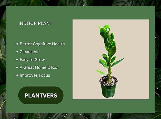 PLANTVERS Green ZZ Plant – Zamioculcas Zamiifolia | Hardy Tropical Foliage with Upright Glossy Leaves | Low-Light Tolerant & Easy Care for Home or Office Display (3" Grow Pot)