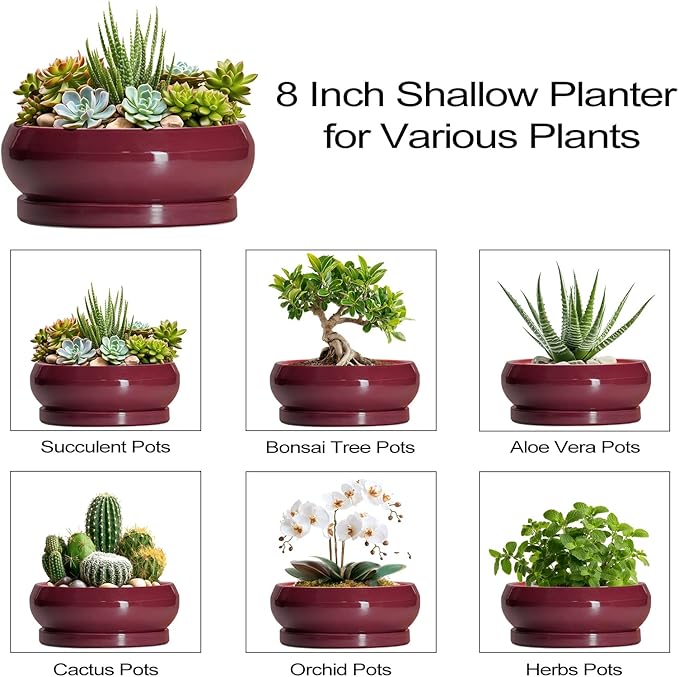 Succulent Pots - 8 Inch Bonsai Pots for Indoor Outdoor, Shallow Ceramic Planter with Drainage Hole and Saucer, Round Flower Succulent Planters, Apartment Decor, Gardening Gift, Wine Red