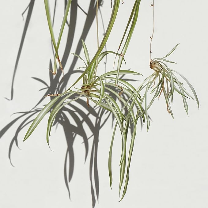 Easy to Grow Spider Plant Variegated 2 Full Size Potted Plants - Large Established Houseplants in 4" Quart Pots - Indoor Outdoor, Low Maintenance, Air-Purifying (Not Starter Plugs)