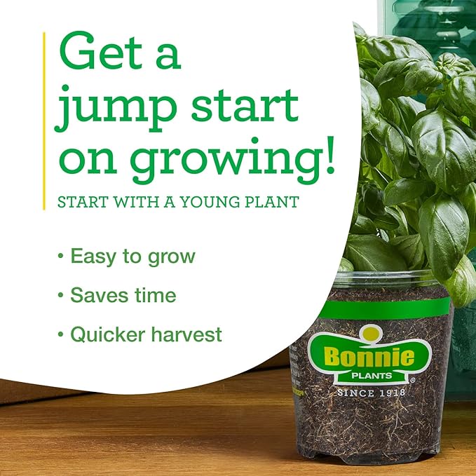Bonnie Plants Onion Chives - 4 Pack Live Plants, Perennial in Zones 3 - 10, Non-Gmo, Great for Salads, Soups, Potatoes & More