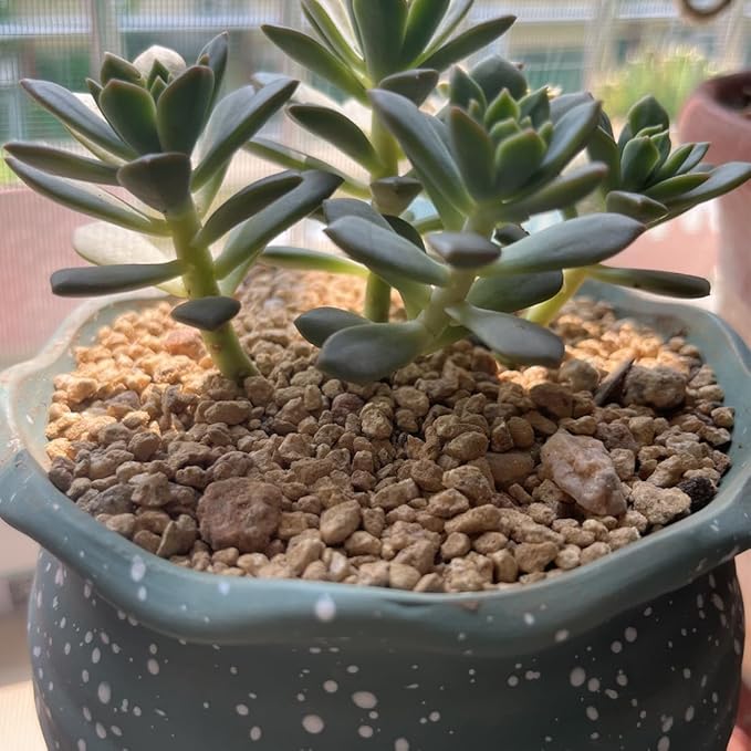 YISZM Succulent and Cactus Maifanitum Stones Garden Accessorie Rocks Pumice for Indoor Plants, Bonsai, Fairy Gardening, Vases Fillers, Terrarium, 2lb
