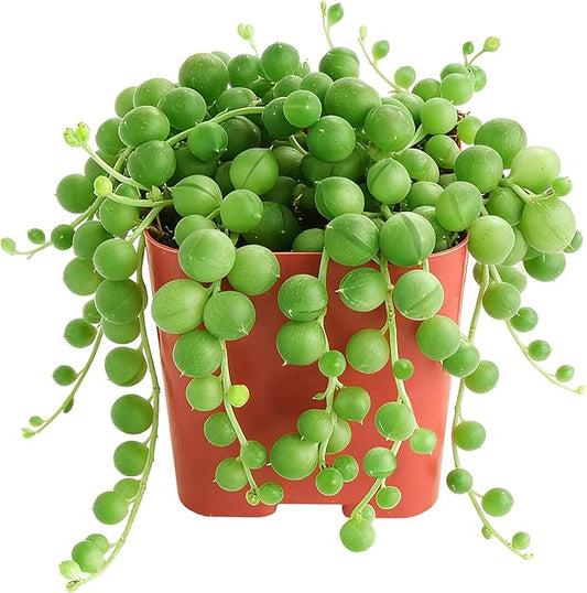 Sprout N Green String of Pearls, Live Succulent Fully Rooted in 2" Pot, Trailing Plant for Home Office Wedding Hanging Decor DIY Project Party Favor, Keep Away from Pets, Garden Beginners Friendly