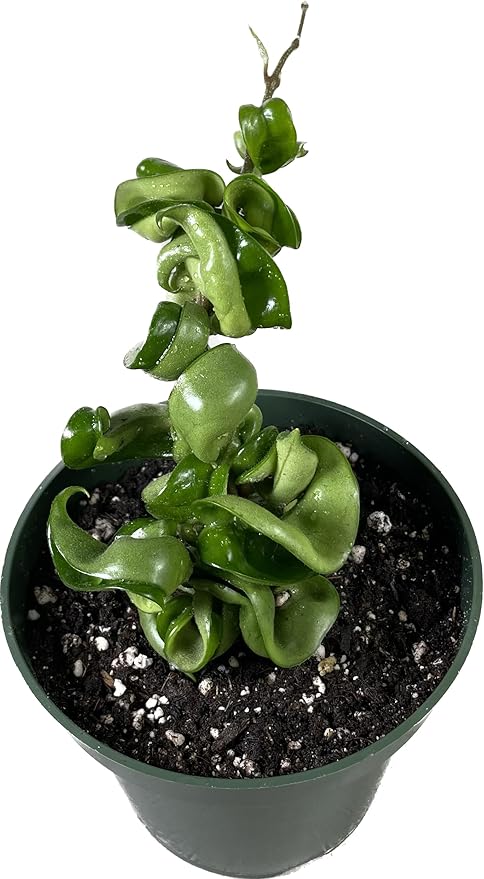 Hoya Compacta in 4" Pot aka Hoya Hindu Rope Plant or Hoya Krinkle Kurl - Hoya Plant Live Houseplants - Live Hoya Plant - Hoya Compacta Live Plant - Air Purifying Plant - Pet Friendly Plant