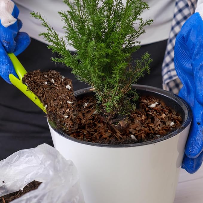 Doter Bonsai Soil Mix Ready to Use (2qt), Premium Fast Draining Organic All Purpose Potting Mix for All Varieties of Bonsai
