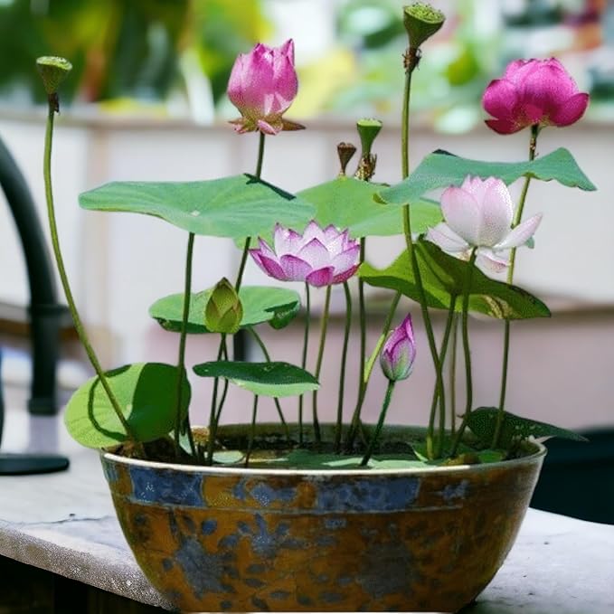 12pcs Mixed Pink, Red & Green Color Bowl Lotus Seeds for Planting Beautiful Water Plants for Indoor Bonsai, Outdoor Ponds