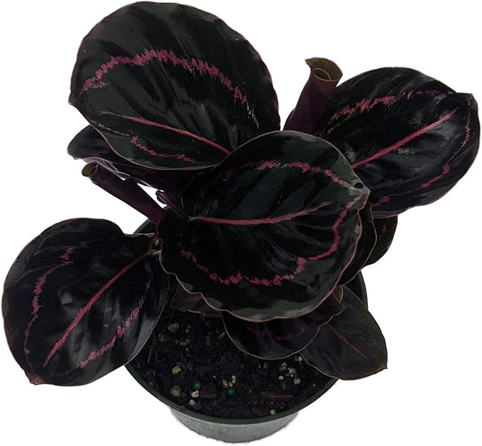 SmartMe Live Plant - Dottie Rose Painted Prayer Plant - Calathea roseopicta 'Dottie' - Easy - 4" Pot - Flowering Plant