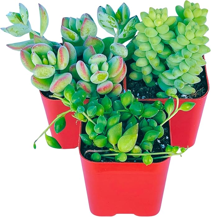 Succulents Plants Live (3-Pack) 2" Hanging Plants Starter Pack, Live Succulent Plants Fully Rooted in Planter Pots with Succulent Soil Mix by The Succulent Cult (3 Pack)