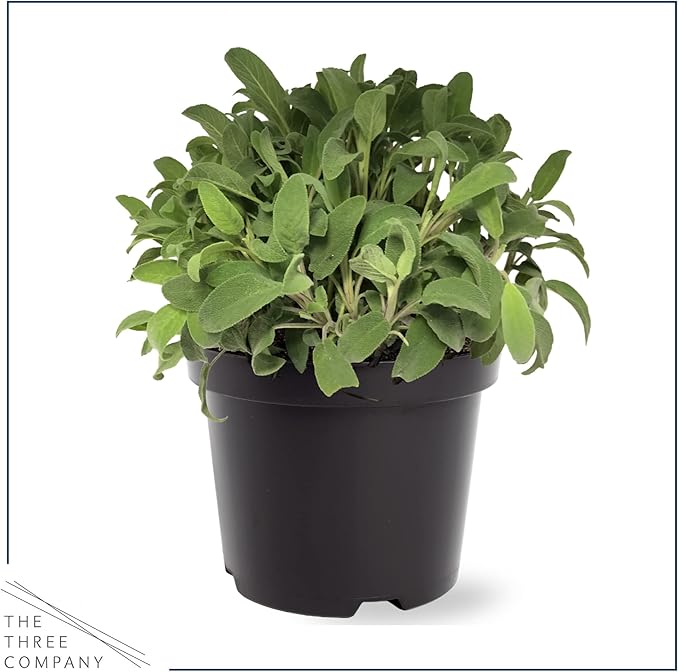 Live Aromatic and Edible Herb - Sage (4 Per Pack), Supports Memory and Brain Health, 8" Tall by 4" Wide in 1 Pint Pot