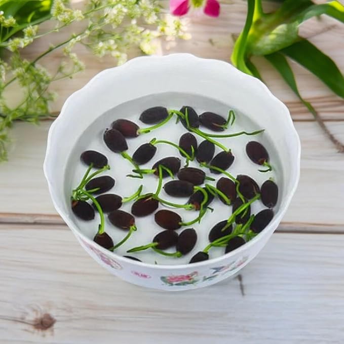 12pcs Mixed Pink, Red & Green Color Bowl Lotus Seeds for Planting Beautiful Water Plants for Indoor Bonsai, Outdoor Ponds