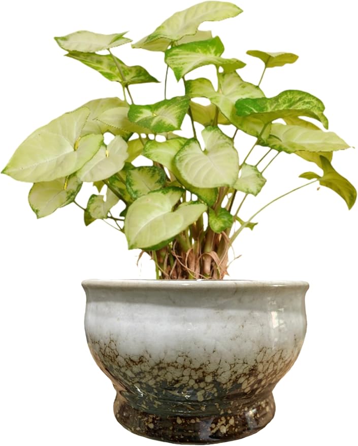 Cute Circular Ceramic Home Garden Decoration Succulent Cactus Flower Pots Container No Tray -Plant Not Included (White, 4.3 inch)