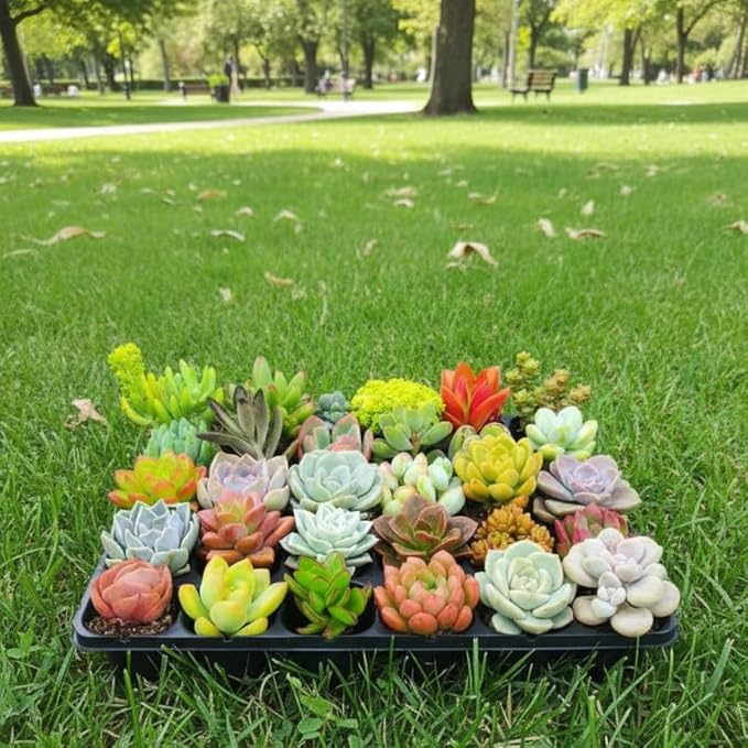 Succulents Plants Live Mini Succulent Pots in 2" Pots Indoor Desk Home Decor Gift Set Indoor Plants Live Houseplants for Room Decor (4 Succulent Plants)