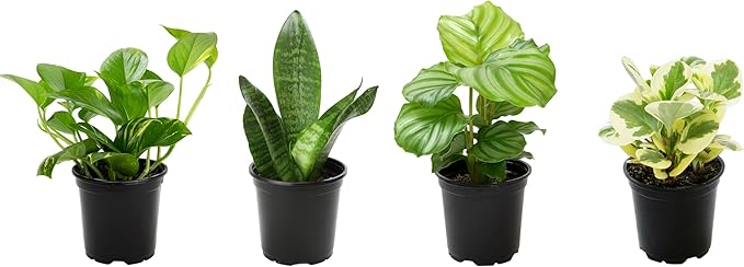 Essential Houseplant Collection (4PK) in 4.25" Grower Pots, Easy Air Purifying Plant Pack with Pothos, Syngonium, Philodendron, & More Popular Live Houseplants for Beginners by Plants for Pets