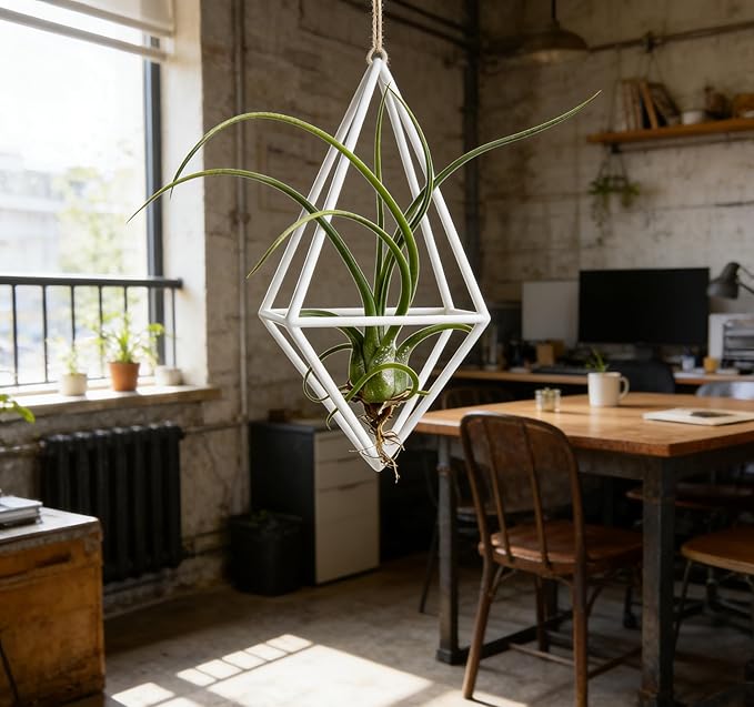 Live Tillandsia Air Plant Cqput-Medusae Easy Care Air Plants Live, Houseplants for Indoor & Outdoor Home Garden Décor, Wall & Terrarium Display
