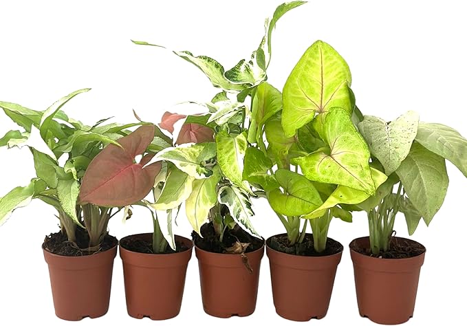 Syngonium Live Plant Assorted Starter Pack in 2" Pot - Easy to Grow Air Purifying Indoor House Plants Flowers for Home Office Wedding Decor & Birthday Gift (5) (Heat Pack Included)