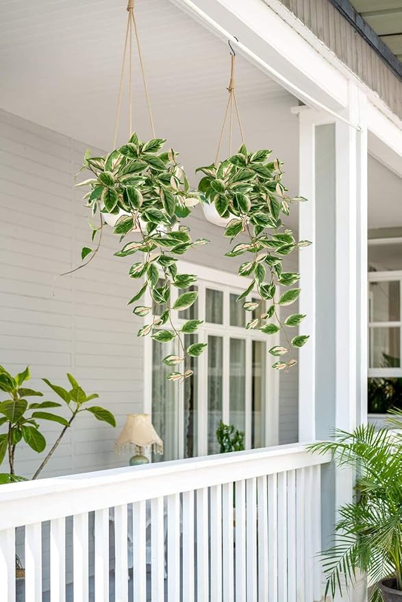 DILATATA Fake Hanging Plants Artificial Hanging Plants 92 Leaves Faux Peperomia Hanging Leaves Plants for Wall Shelf Home Indoor Outdoor Decor - 2 Pack