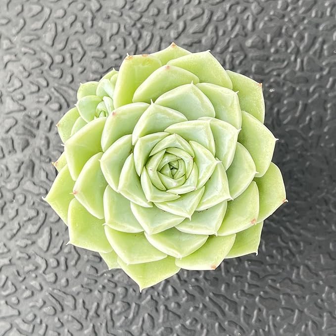 Sprout N Green Echeveria 'Malgan' White Swan, Live Rare Succulent Potted 2" Planter, Real House Plant for Party Favors Home Indoor Outdoor Garden Wedding Decoration DIY Projects