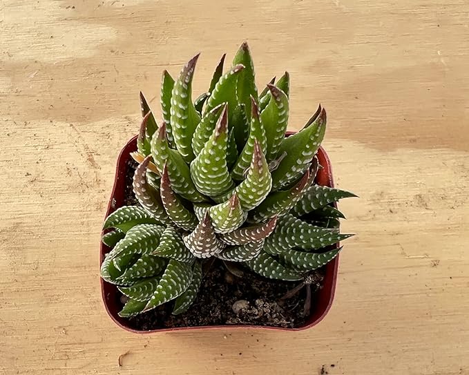 Sprout N Green Haworthia coarctata, Rare Live Succulent Plant Fully Rooted in 2inch Starter Pot, Home Office Indoor Outdoor Wedding Decoration DIY Projects Party Favor, Pets Friendly