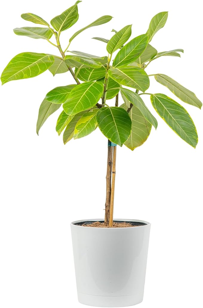 Costa Farms Ficus Tree Assorted Live Plant in Decorative Pot, Large Indoor Houseplant, Perfect for Home, Room, or Office Decor, Great House Warming or Birthday Gift, 3-4 Feet Tall