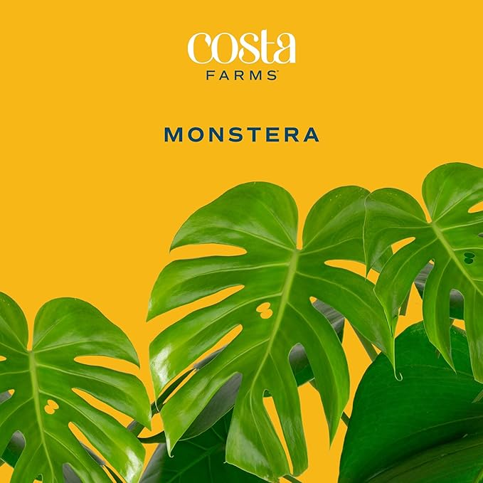 Costa Farms Monstera, Swiss Cheese Plant Live Plant in Decorative Pot, Large Indoor Houseplant, Perfect for Home, Room, or Office Decor, Great House Warming or Birthday Gift, 2-3 Feet Tall
