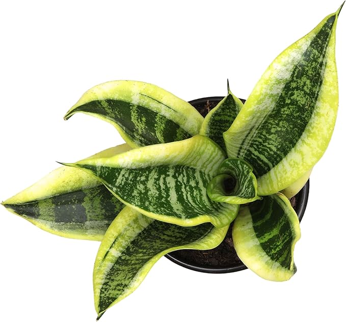 Altman Plants Live Snake Plant (Superba), Approx. 13" Tall, Virtually Indestructible, Easy Succulent Houseplant, 4 in Pot