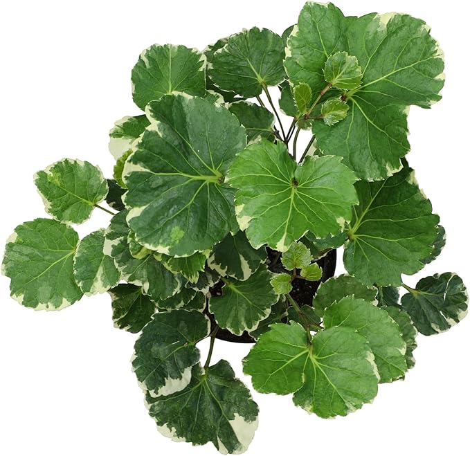 Aralia Balfouriana, Air Purifying & Easy, House Plant Decor in 6" White Pot, Variegated Live Plant Gift, Indoor Plant for Home, Real Plants & Decorative Plants by Plants for Pets