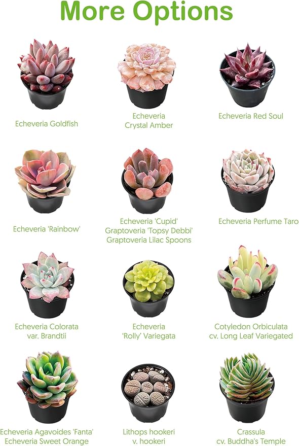 Live Succulent Echeveria 'Mexican pulidonis', 2 Inch Fully Rooted Potted Plant, Easy Care & Drought Tolerant, Indoor Houseplant for Home Decor