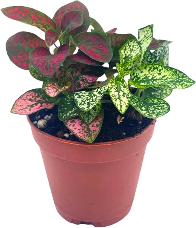 Polka-dot-Plant, Hypoestes phyllostachya, Live in a 2 inch Pot Tiny Mini Pixie Plant