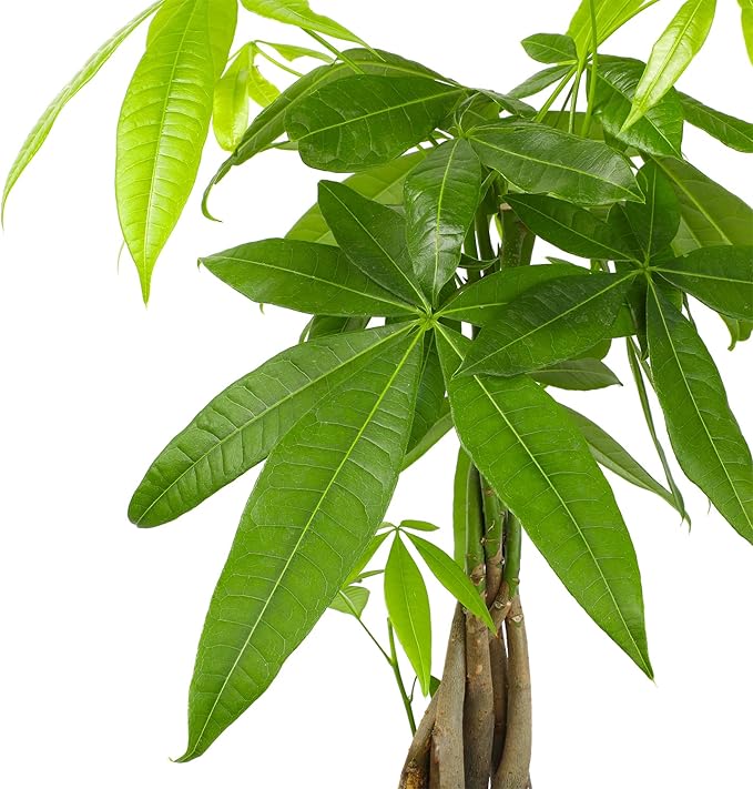 Live Money Tree Houseplant in 6" Grower Pot, Air Purifying Pet Friendly Plant, Easy Care for Beginners, Pachira Aquatica, Bonsai & Feng Shui Houseplants by Plants for Pets