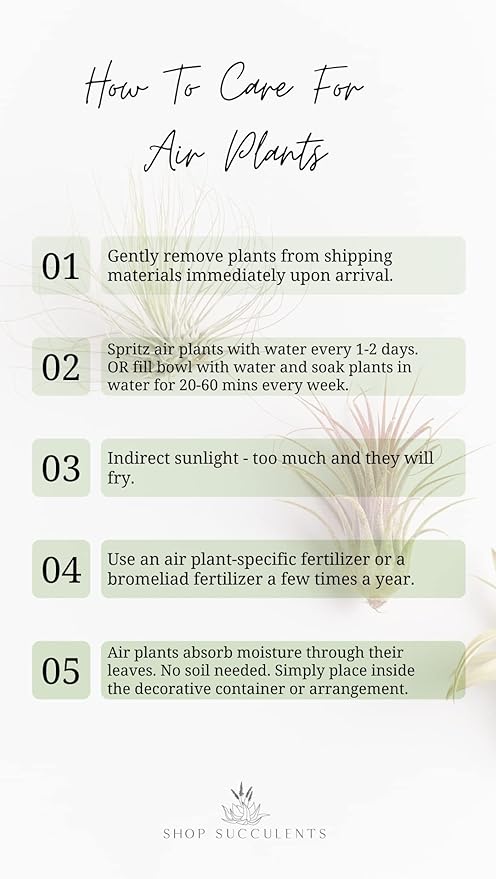 Shop Succulents | Assorted Collection | Variety of Species, Tropical House Plant for Home Décor, DIY Terrariums, 30-Pack