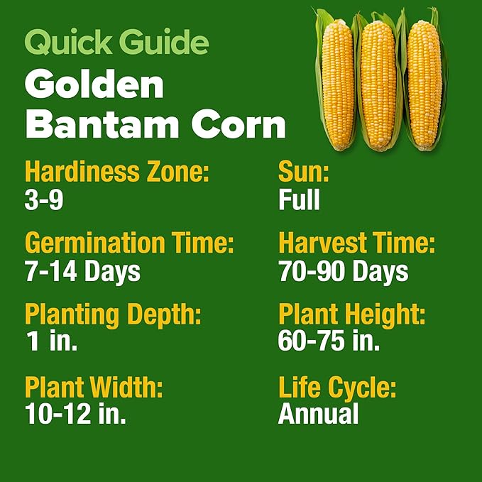 HOME GROWN Golden Bantam Sweet Corn Seeds 100+ Heirloom Non-GMO Seeds for Planting, High Germination, Yellow Kernel Corn on the Cob, Early Summer Harvest, Easy to Grow Home Garden Crop (Zea mays)