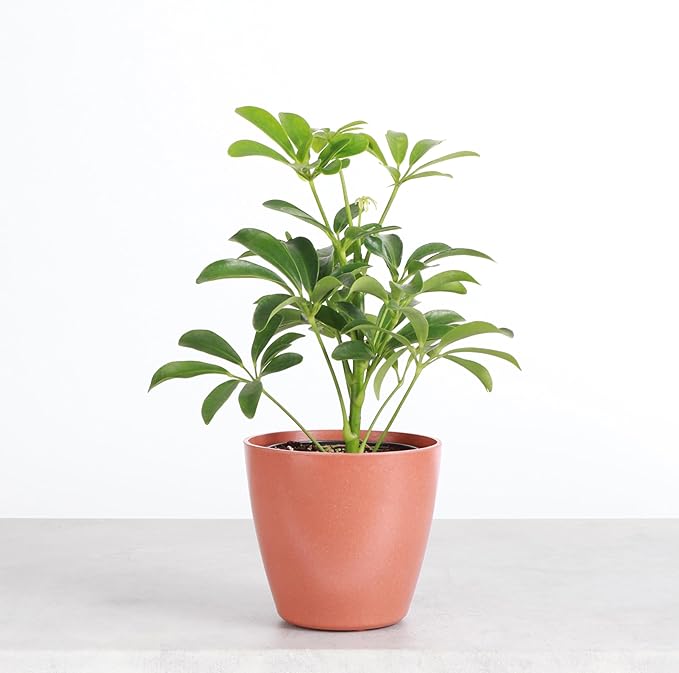Thorsen's Greenhouse Live Arboricola Umbrella Tree Plant, Schefflera Arboricola, Natural Air Purifier, Easy to Grow, Live Indoor Houseplant, 4-inch Diameter (Terra Cotta)