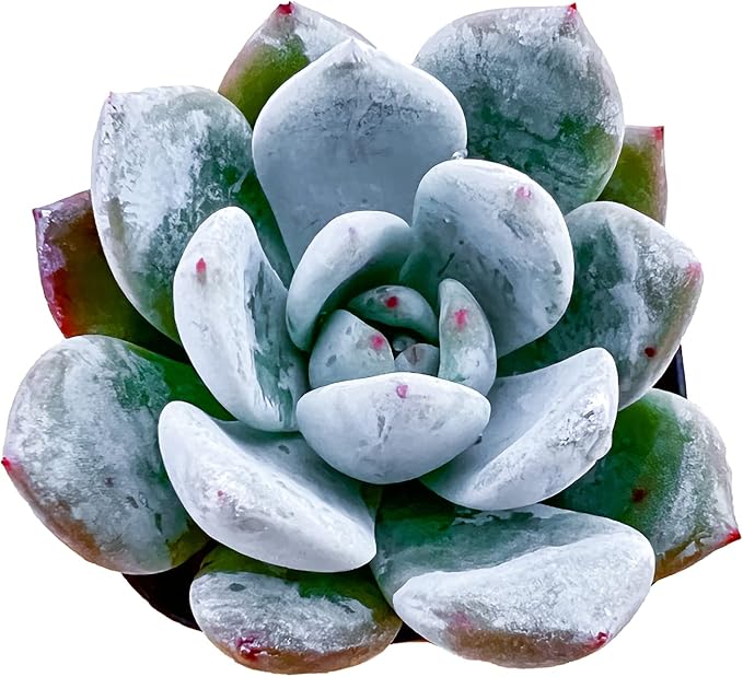 Sprout N Green Echeveria 'Snow Angel', Live Succulent Fully Rooted in 2in Pot, House Plant for Home Office Wedding Hanging Decor DIY Project Party Favor, Pets Friendly, Easy to Care
