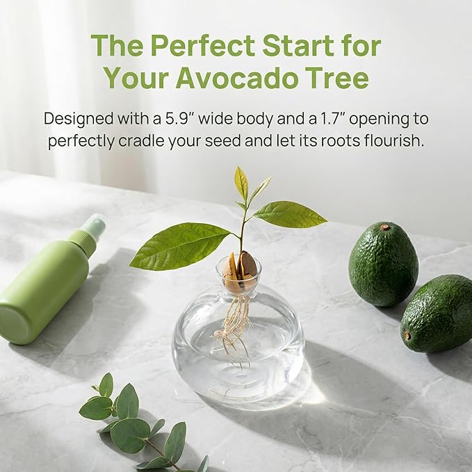 Hiceeden Avocado Seed Starter Vase Planter, Clear Avocado Tree Growing Kit Pot, Medium Avocado Vase Grow Glass Plant Pot Gift for Indoor Outdoor