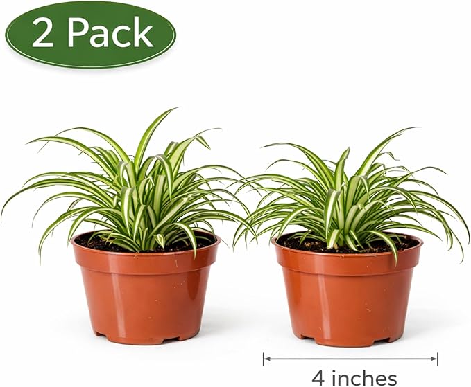 Easy to Grow Spider Plant Variegated 2 Full Size Potted Plants - Large Established Houseplants in 4" Quart Pots - Indoor Outdoor, Low Maintenance, Air-Purifying (Not Starter Plugs)