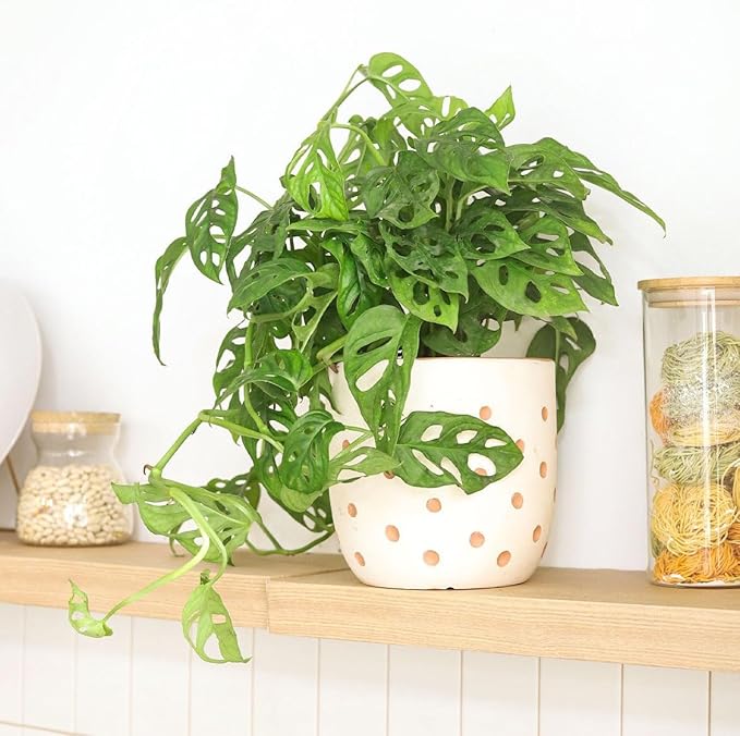 Monstera Adansonii 'Swiss Cheese' (4 inch) - Air-Purifying Houseplants - 4/6 inch Unique Live Decorative Houseplants - Low-Maintenance Indoor Plants, House Warming Gift, Natural Air Purifier