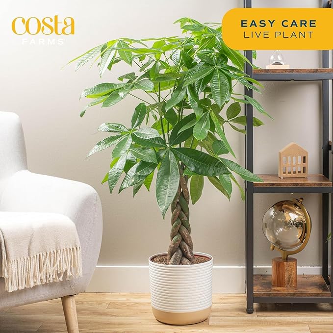 Costa Farms Live Money Tree (Pachira Aquatica), 3-4 Feet Tall, Large Indoor Plant with Braided Trunk, Easy Care Floor Plant in 10-Inch Plant Pot, Pet Friendly Housewarming Gift & Office Decor