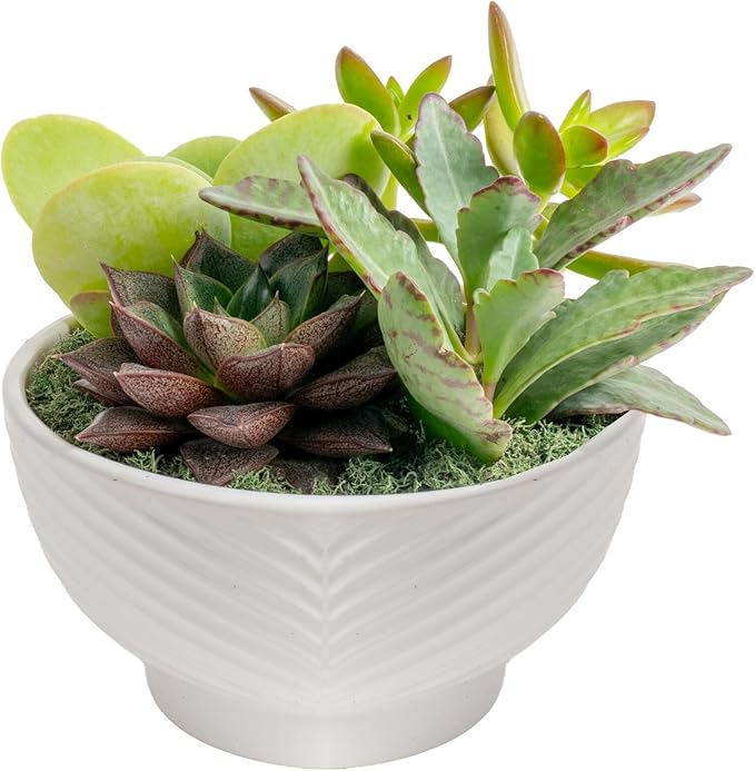 Costa Farms Live Succulents Garden, Assorted Plant Varieties in Decorative Pot, Easy to Maintain Succulent Indoor Houseplants, Room Decor, House Warming or Birthday Gift, 6 Inches Tall