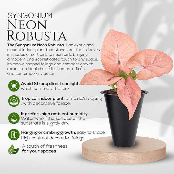 Syngonium Neon Robusta Plant (4 Pack) Live Starter Plants, Pink Arrowhead Vine Houseplants, Easy Care Indoor Tropical Plants Live, Colorful Foliage Plants