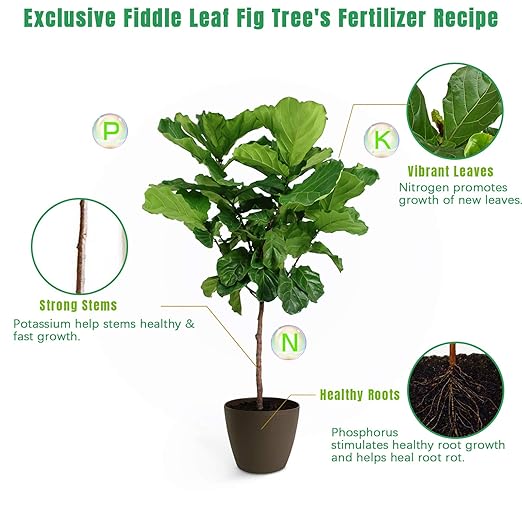 FOLLOWIN Fiddle Leaf Fig Fertilizer & Plant Food for Ficus Lyrata - Concentrated Liquid, 3-1-2 NPK, Urea Free, 7 Chelated Micronutrients for Larger Leaves, Stronger Roots & New Growth, 21 fl oz