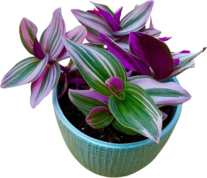 PLANTVERS Tradescantia Nanouk Lilac Plant in a Nursery Pot | Pink Wandering Jew | Easy Care Hardy Indoor Houseplant | Low Light Air Purifier Plant (3 Plants in3 Nursery)