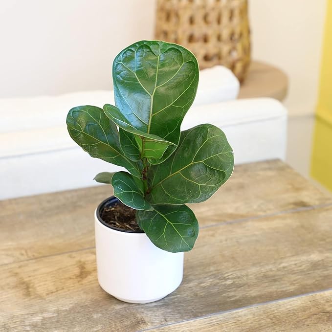Fiddle Leaf Fig Tree (4 Pack), Ficus Lyrata Plant Pack, Ficus Tree Live Plant Delivery, Popular Plant Decor, Indoor Plants Live Houseplants, Real Plants, Live Plants Indoor Plant by Plants for Pets