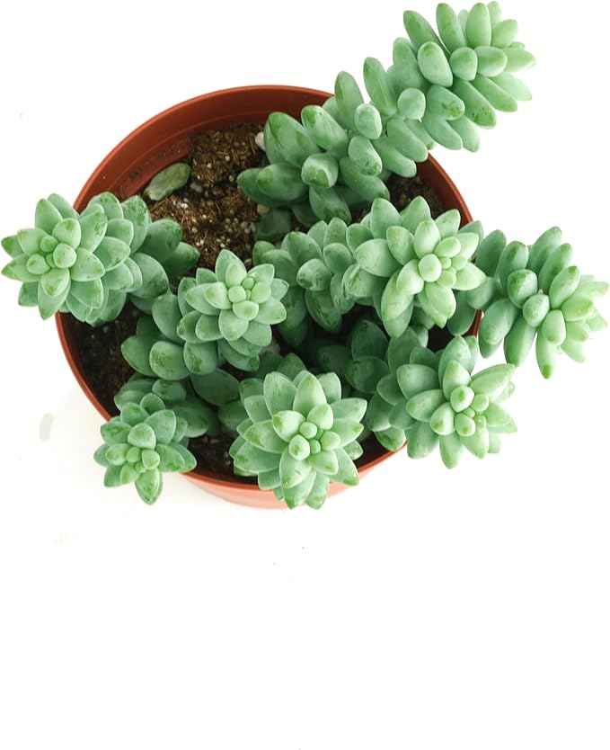 Shop Succulents Burro's Tail Hanging Succulent, Sedum Morganianum, Fully Rooted Live 4" Succulent Plant, Low Maintenance Indoor Plant, Trailing Succulents, Gift & Garden